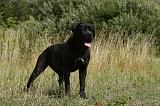 CANE CORSO 858